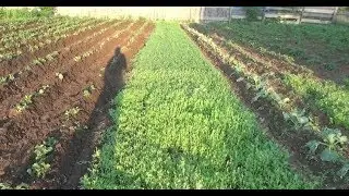 We increase soil fertility with the help of siderates