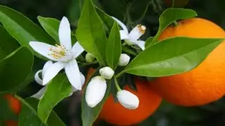 Así florece el árbol de NARANJA - Flor de azahar 🌱🍊