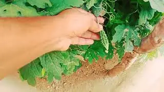 गांव में कछुआ🐢आया l कैसा लगा ये ब्लॉग आपको,अपना प्यार जरूर दे धन्यवाद !#myfirstvlog#information