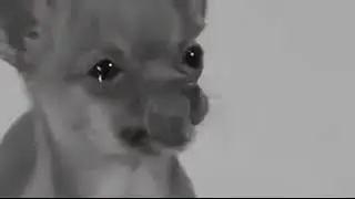 Sad cumbia for the memes