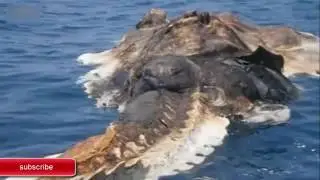 Mysterious Creatures Caught On Tape   Real Life  Mermaids