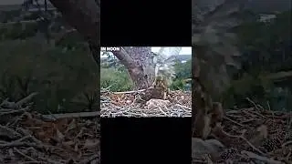 Owl vs peregrine Falcon 