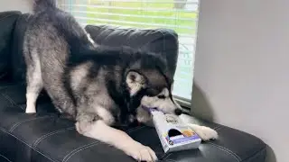 Tonka Gets Caught Red-handed Stealing Cookies #alaskamalamute #husky #cookies