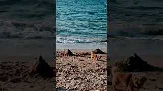 cute dog's walking on the beach #doglover #petlover #dogshorts