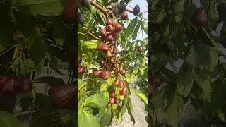 JAMBU AIR DALHARI🍎🍑🍏 BERBUAH TANPA HENTI‼️ #fruits #satisfiying #short #shorts