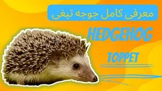 معرفی کامل جوجه‌تیغی همه چیز در مورد جوجه تیغی🦔🦔