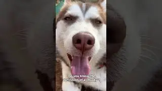 What is a husky??