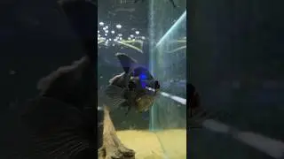 Yoooo @troymclarty592 I heard you finally got you a long fin oscar
