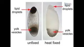 Centrifugation of Drosophila embryos conducted in vivo