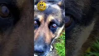 #к тебе, так к тебе #germanshepherd #немецкаяовчарка