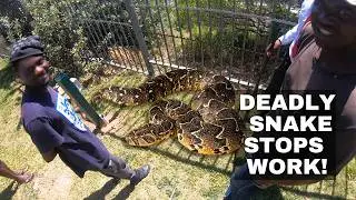 DEADLY SNAKE STOPS WORK!