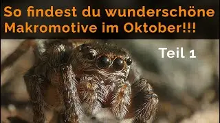 Wunderschöne Makromotive im Oktober Teil 1 - Lumix FZ 300 Panasonic DMW LC55 und Raynox DCR 250