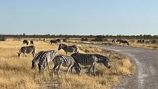 Namibia :: 13 :: Etosha 1