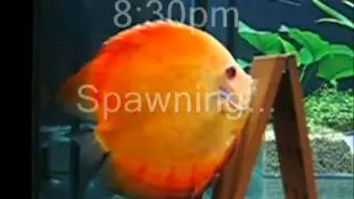 Discus 2007 Part1 New tank n spawn