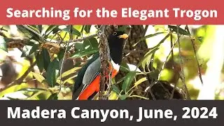 Birding Madera Canyon, AZ. June, 2024. Can I find my nemesis bird, the Elegant Trogon?