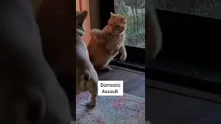 my doggie is a criminal
