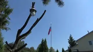 Влог Дача Новые планы и дела ✨🍀Зачем нам ФЛАГ? SOS!!!🐛🦗 Это кто? Саранча?  Шашлыки и поварята😻😻