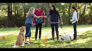 Doggy dans online dog trainer review - does it really work?