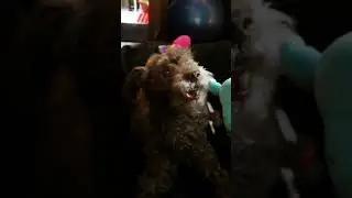 Patton playing fetch in corridor
