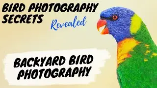 Backyard Bird Photography: How To Attract Amazing Birds  - Bird Photography Secrets Revealed!