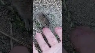 Я хоть и маленькая, но ХЫЩНАЯ
