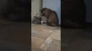 Кот не понял как пользоваться поилкой