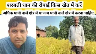 शरबती धान की रोपाई किस खेत में करें अधिक पानी कम | sharbati dhan | sarabati dhaan | nursery ropayi