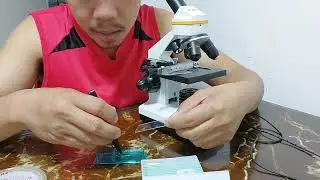 Insekto naka Sabit sa Dingding at Kisame parang Uod #underthemicroscope #lexblags