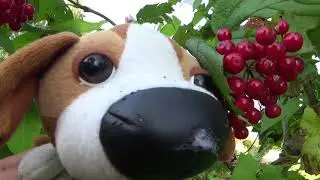NEW NEW! Toy dog!