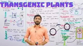 Transgenic plants (Preparation and uses) | Biology 12th | Chapter 23 Biotechnology lecture 9