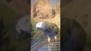 Попугай круто поёт. "Тёмная ночь" The coolest parrot.