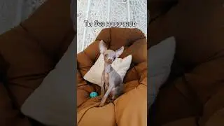 Тг канал: Той Руби 💛🐾 