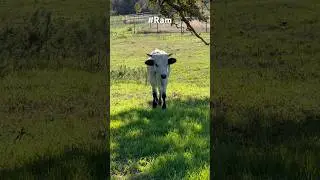 Cool Ram 😎: The Chillest Welcome Ever!