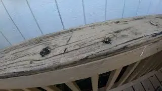 We Found a Massive Fly!!!