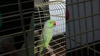 Говорящий ожереловый попугай Ричи 