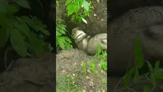 Релки осваивают барсучьи норы
