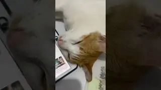 A big nap w/ her fav song at human lunchtime hehehe plus with my horse laugh too hahaha