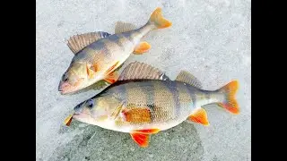 ЭТУ МОРМЫШКУ НАДО ЗАПРЕТИТЬ!!! Эта мормышка ловит всегда!