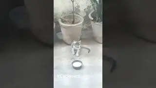 meow meow meow Billi Karti meow