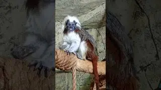 Очаровашка 🦍🌲🌴