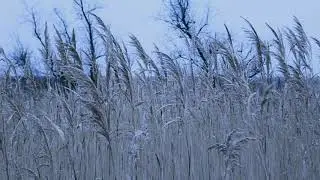 СМЕТАНА band - Я Женился На Мужике (ЛГБТ песни, LGBT song)