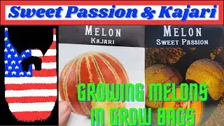 Growing Melons in Grow Bags From Seed