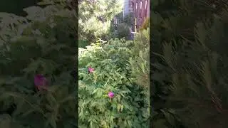 Пион древовидный.