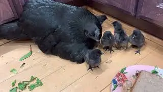 New babies in our house