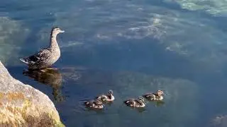 Cute Ducklings | Baby Duckling | Ducks - Cute Birds