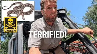 When Clearing in a Swamp gets Scary (SNAKE Territory)