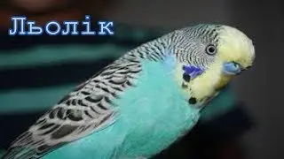 Льолік / Lilik /Лелик