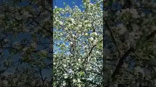 цветёт яблоня, боровинка. 18 мая 22 года.