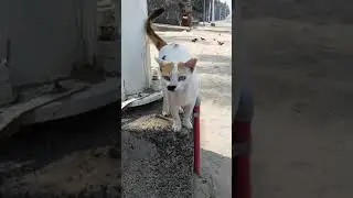 Social Cat on Juhu beach