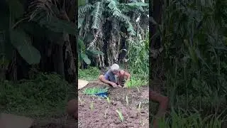 Plants corn 🌽 #farrming #village